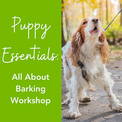 Barking Workshop 400