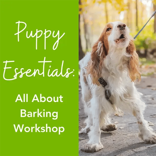 Barking Workshop