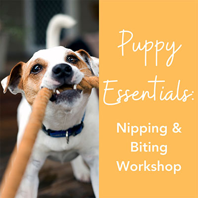 Nipping Workshop 400