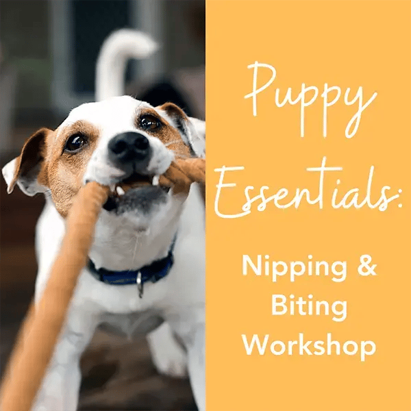 Dog and Puppy Nipping and Biting Workshop