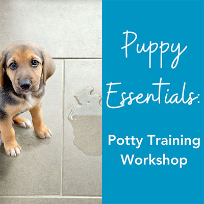 Potty Training Workshop 400