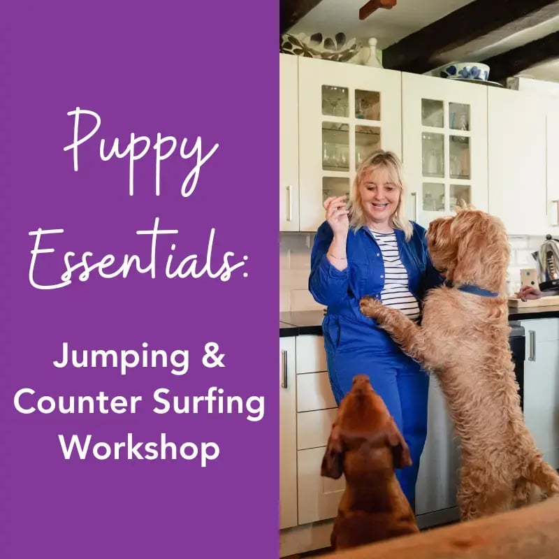 Puppy training essentials jumping and counter surfing workshop