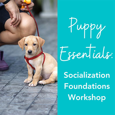 Socialization Foundations Workshop 400