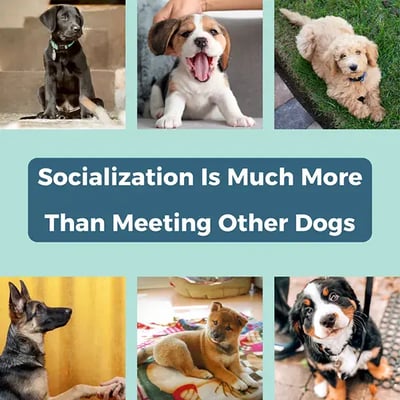 Socialization is much more than meeting other dogs-blue