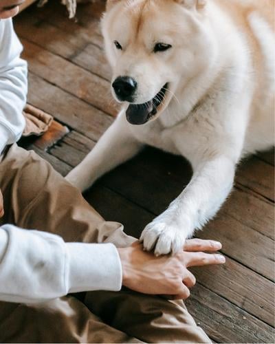 aggressive dog training seattle 2 aggressive dog training seattle 2