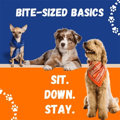 bite size basics: sit – down – stay