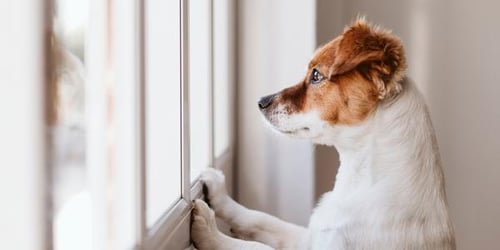 dog with separation anxiety watching out window