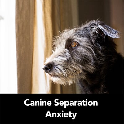 help for dogs with canine separation anxiety