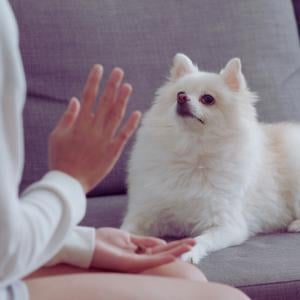 in home aggressive dog training in home aggressive dog training
