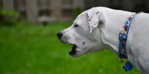 puppy and adult dog barking workshop