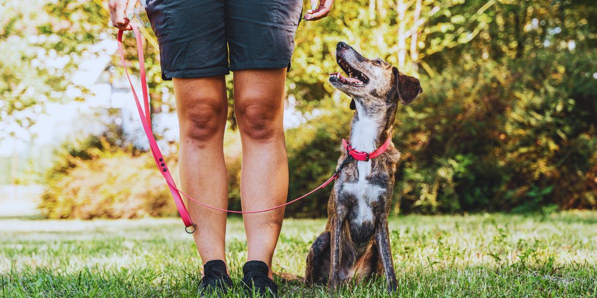 aggressive dog training seattle header aggressive dog training seattle header