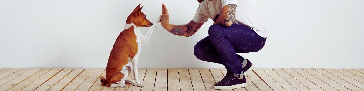 dog training for aggression seattle dog training for aggression seattle